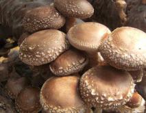 食用菌类图片及名称大全