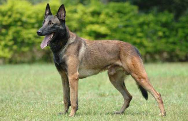 马里努阿犬