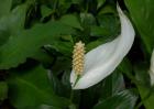 盆栽白鹤芋怎么养？