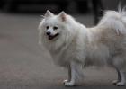 日本狐狸犬多少钱一只？