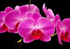 蝴蝶兰多少钱一盆？
