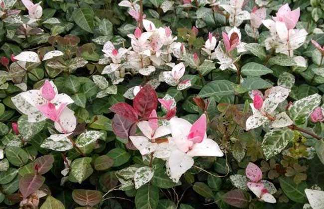 花叶络石怎么养