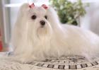 马尔济斯犬多少钱一只？