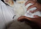 猫癣的预防和治疗方法