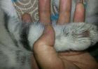 猫癣会传染人吗？
