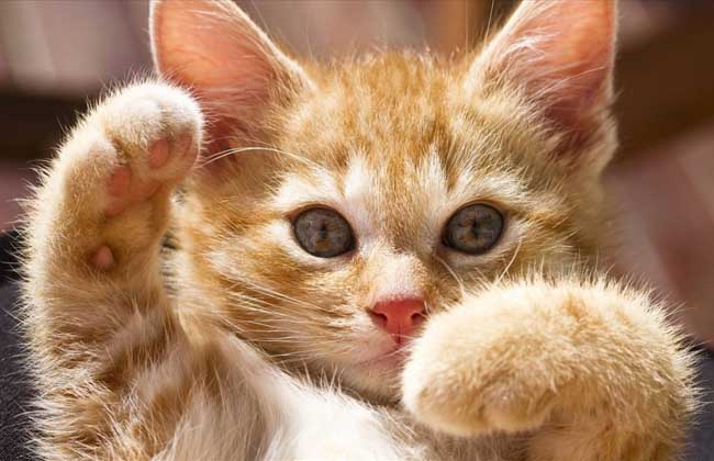 梦见猫是什么意思