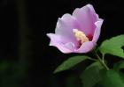 木槿花种类图片大全