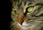 中国狸花猫多少钱一只？