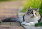 挪威森林猫多少钱一只？