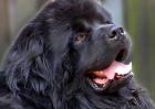纽芬兰犬多少钱一只？