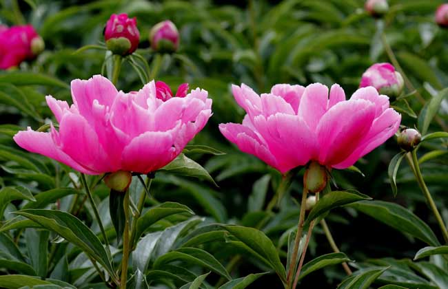 芍药花怎么养
