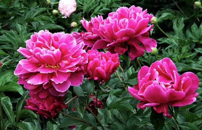 芍药花怎么养
