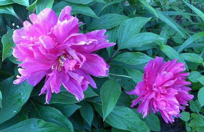 芍药花怎么养