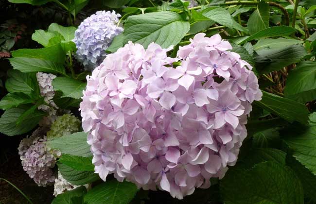 绣球花怎么养