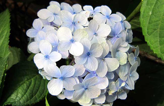 绣球花怎么养
