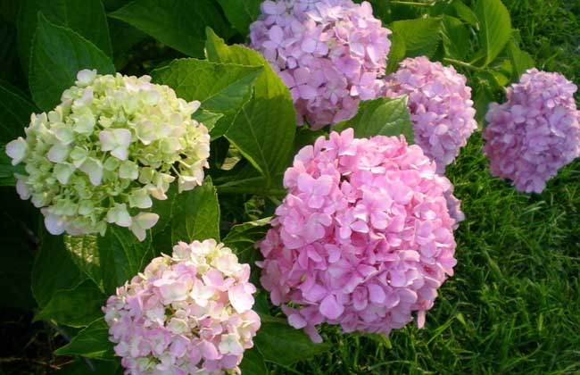 绣球花怎么养