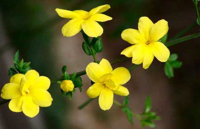 迎春花怎么养