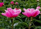 盆栽芍药花怎么养？