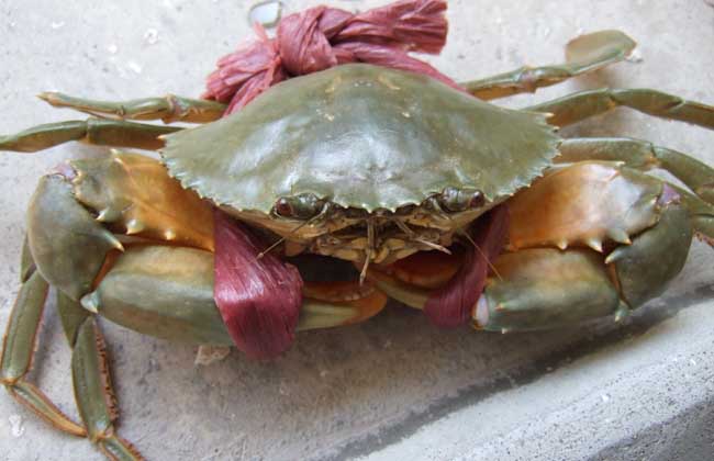 青蟹
