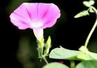 盆栽牵牛花怎么养？