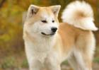 日本秋田犬多少钱一只？