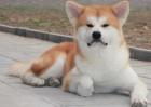 日本秋田犬好养吗？