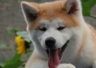 秋田犬性格怎么样？