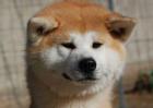 秋田犬的智商高吗？