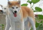日本秋田犬图片大全