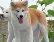 日本秋田犬图片大全