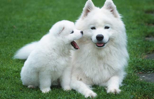 萨摩耶犬多少钱一只？