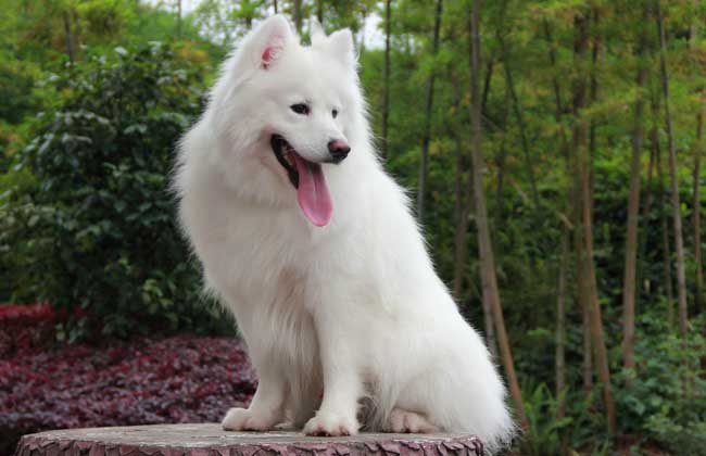 萨摩耶犬好饲养吗？