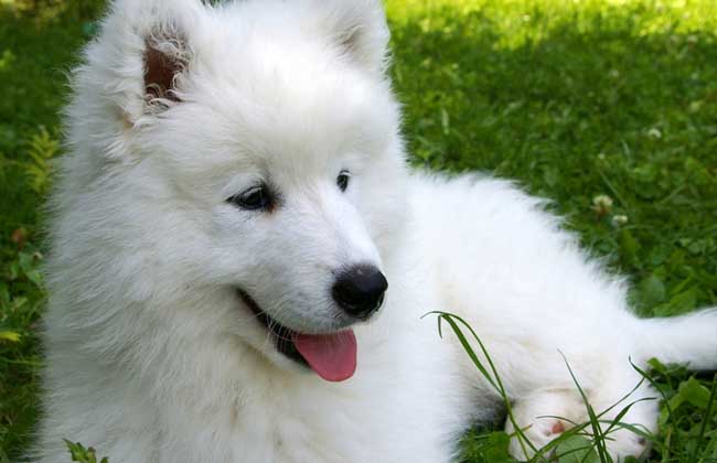 萨摩耶犬吃什么狗粮好？