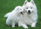 萨摩耶犬多少钱一只？