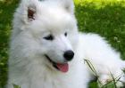 萨摩耶犬吃什么狗粮好？