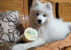 萨摩耶犬怎么训练？