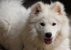 萨摩耶犬图片大全