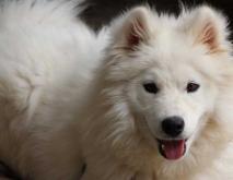 萨摩耶犬图片大全