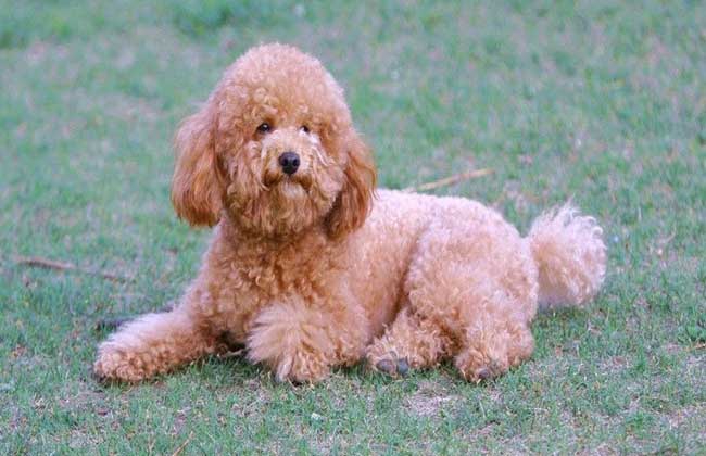 泰迪犬多少钱一只？
