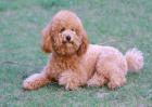 泰迪犬多少钱一只？