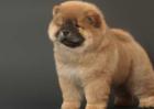 松狮犬多少钱一只？