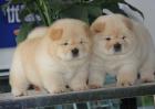 松狮犬好饲养吗？