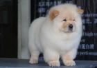 松狮犬吃什么狗粮好？
