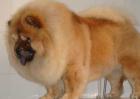 松狮犬能长多大？
