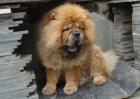 松狮犬种类图片大全