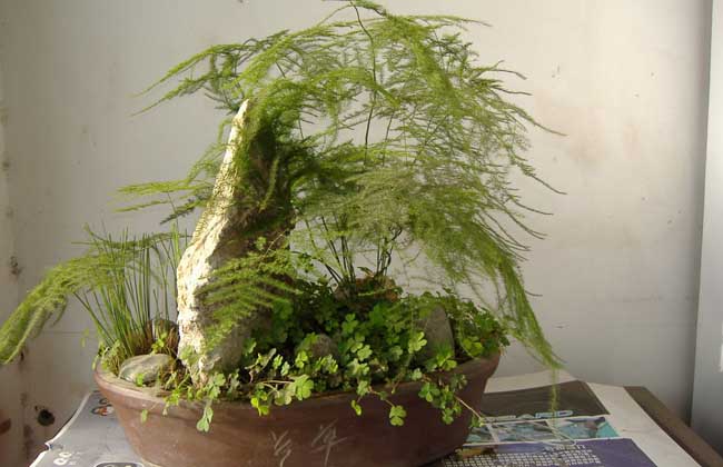 文竹怎么养
