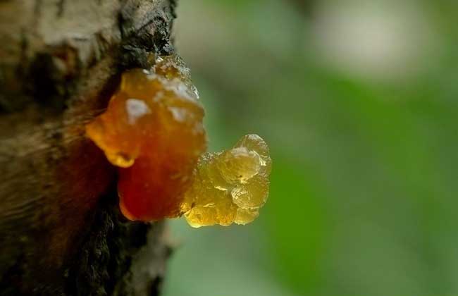 桃胶多少钱一斤