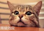 踢猫效应是什么意思？