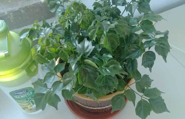 幸福树怎么养