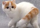 异国短毛猫多少钱一只？